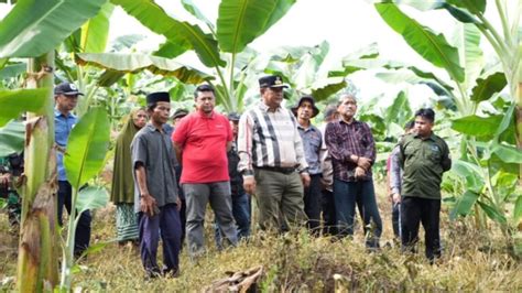 Pj Gubernur Bahtiar Boyong OPD Sulbar Studi Lapangan Budidaya Pisang