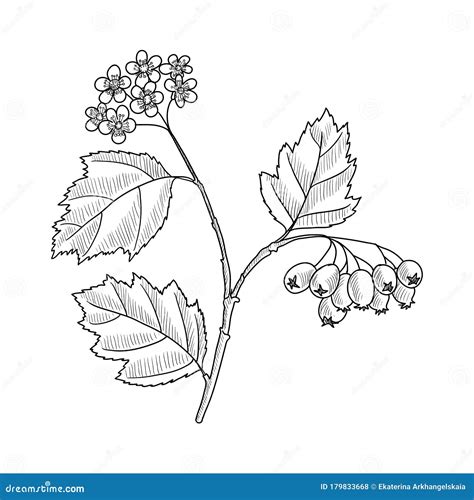 Vector Drawing Hawthorn Stock Vector Illustration Of Phytomedicine