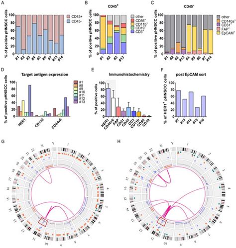 Cancers Free Full Text Car Nk Cells Targeting Her1 Egfr Show