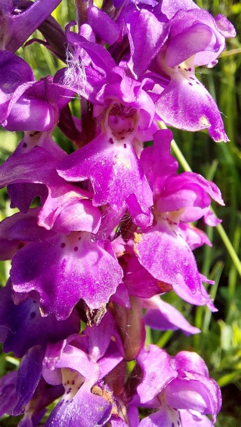 Photo Early Purple Orchid Orchis Mascula Observation Org