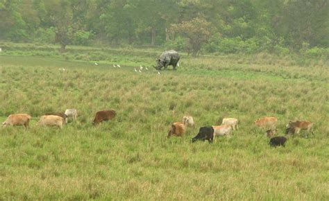 Rhino poop gives villagers in India a conservation incentive