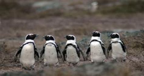 Seven Penguin Species to Gain Protections under Endangered Species Act