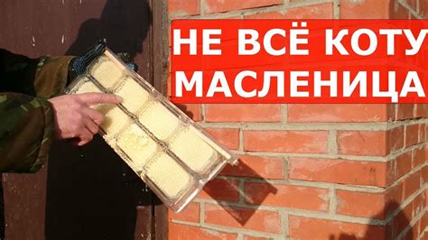 впервые попробовал получить панский сот - YouTube
