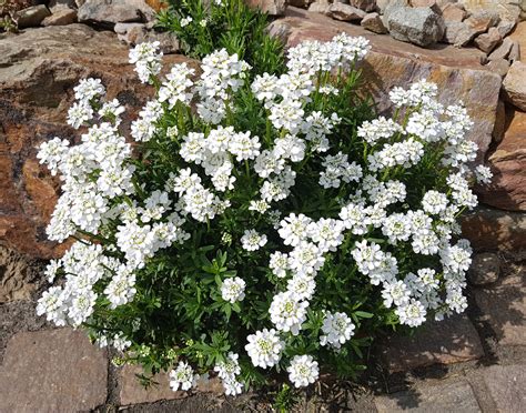 Iberka vždyzelená (Iberis sempervirens) ´FISHBECK´ - Motyčkovo.sk