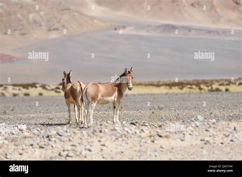 Tibetan Wild Ass In High Altitude Hemis National Park Stock Photo Alamy