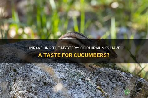 Unraveling The Mystery Do Chipmunks Have A Taste For Cucumbers Shuncy