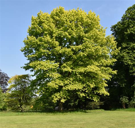 Quercus Rubra Trees And Shrubs Online