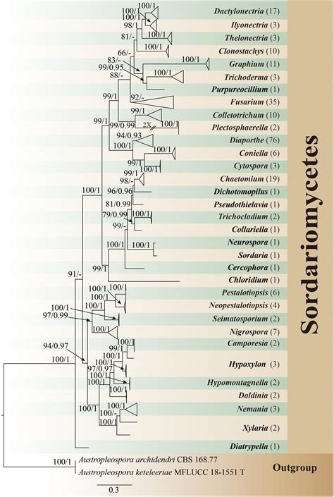 Frontiers Multigene Phylogeny Diversity And Antimicrobial Potential