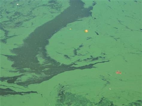 Algae, Fatal to Dogs, Present in Bay Waterways | Chesapeake Bay Magazine