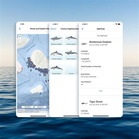 Whale And Dolphin Tracker Live Sightings Map Pwf