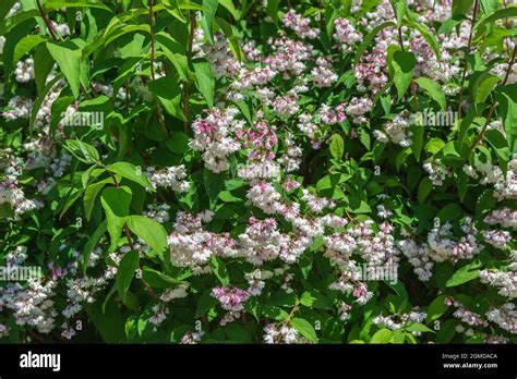 Shrub With Beautiful White And Pink Full Flowers Deutzia Scabra