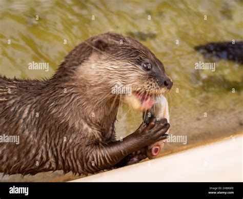 animals and birds at rancho Texas Lanzarote Stock Photo - Alamy