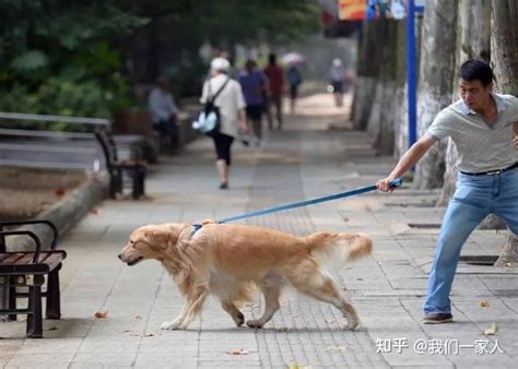 这几种狗不要随便养，因为养了随时会离开你 知乎