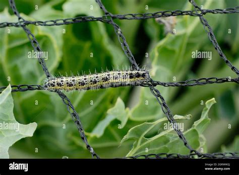 Pieris Brassicae Blatt Fotos Und Bildmaterial In Hoher Aufl Sung Alamy