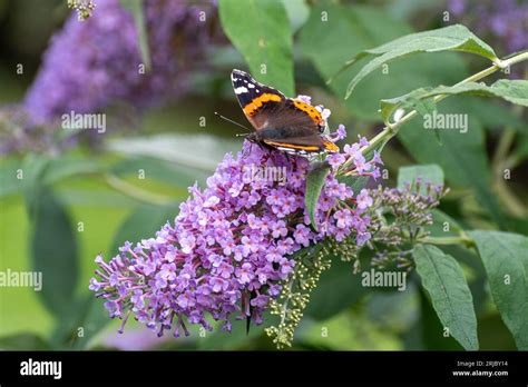 Red Admiral Butterfly Vanessa Atalanta Nectaring On Buddleja Davidii