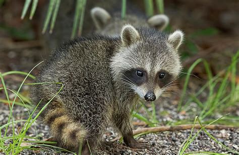 raccoon babies
