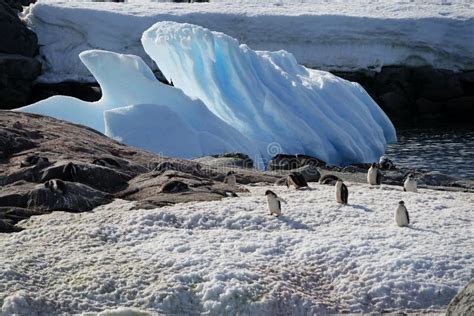 The Amazing Animals of Antarctica Stock Photo - Image of famous, cool ...