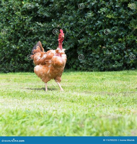 Naked Neck Chicken Stock Image Image Of Outdoor Range 116705225