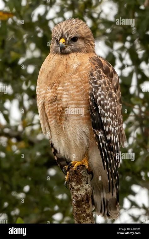 Hawk red beak hi-res stock photography and images - Alamy