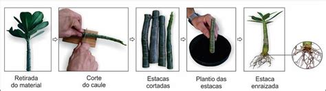 O Que É Propagação Vegetativa - -Propagação vegetativa da Rosa-do-Deserto (Adenium obesum) por estacas ...