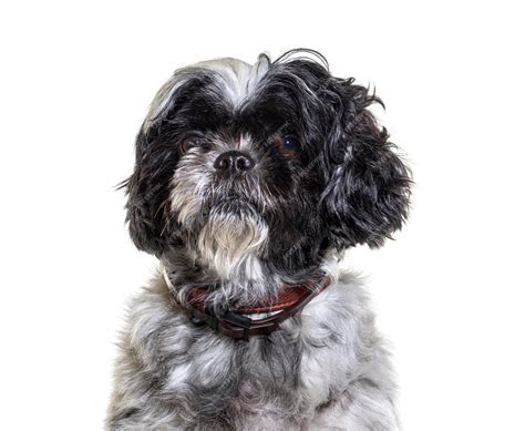 Shih Tzu White And Grey