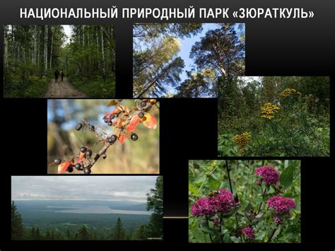 Национальные парки и заповедники Челябинской области - презентация онлайн