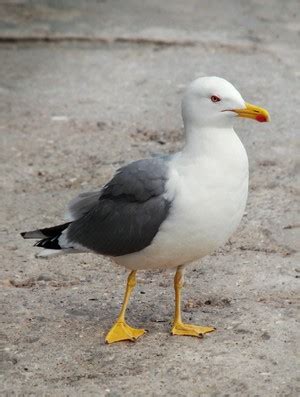 Озёрная, или обыкновенная чайка - Электронная энциклопедия Сибири и ...