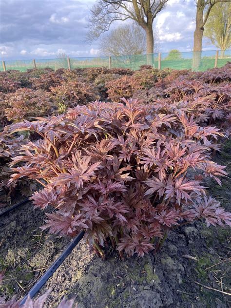 itoh-Pioen Bartzella (Mid.) - Green Works - Specialist in Pioenen