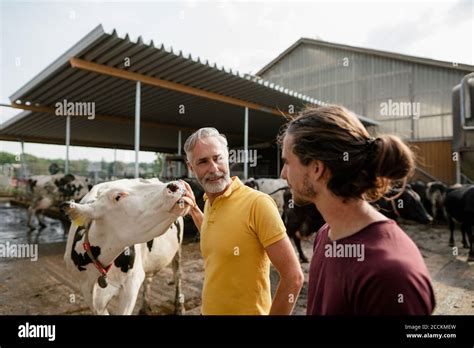 Mature Farmer With Adult Son At Cow House On A Farm Stock Photo Alamy