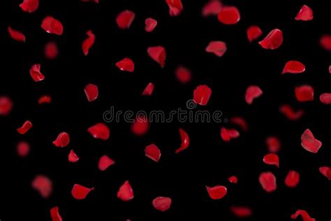 Many Rose Overlay Rose Flowers And Petal Valentine Background With