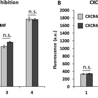 Morphological Differences Of TNBC And CXCR4 TNBC Cells In Monolayer