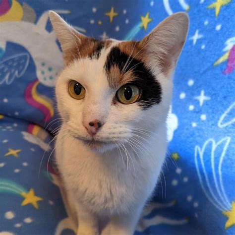 Amaretto Adopted The Cafe Meow