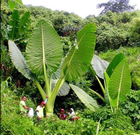 Giant Elephant Ear Colocasia Gigantea Thailand Giant Taro 5 6