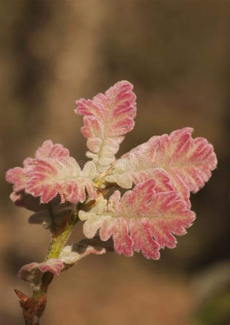 Hojas De Primavera De Roble Pirenaico De Quercus Pyrenaica Brotan En