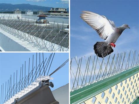 Anti Bird Spike In Pune And Pcmc Pigeon Spikes In Pune