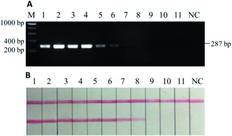 A Electrophoretic Gel Of PCR Products And B Lateral Flow