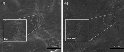 SEM images of scaffolds. Surface morphology of a D1 and b D2 scaffolds ...