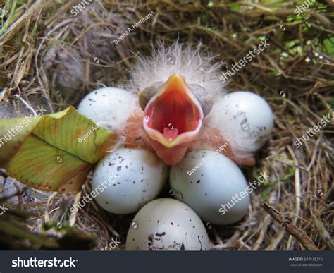 Newly Hatched Baby Purple House Finch Stock Photo 647518210 | Shutterstock