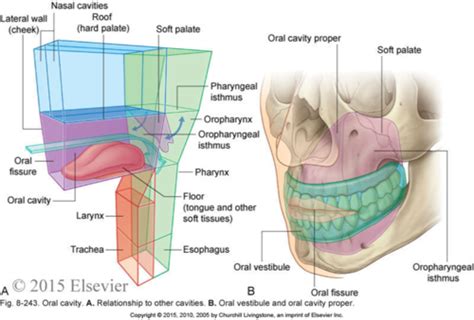 Flashcards Chapter 8 Oral Cavity Quizlet