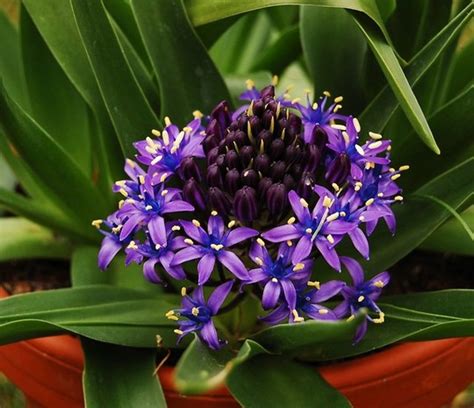 Scilla peruviana : Grows on You