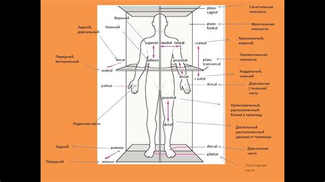 Оси и плоскости тела человека Анатомия Латинские термины YouTube