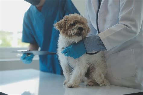 Veterinário Examinando Cachorro E Gato Cachorrinho E Gatinho No Médico