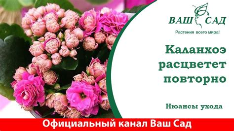 Что делать, чтобы Каланхоэ расцвёл повторно? Ваш сад - YouTube