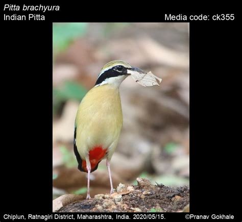 Pitta Brachyura Linnaeus 1766 Indian Pitta Birds