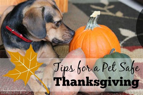 Tips For A Safe Thanksgiving With Pets Pet Safety Pets Pet Safe