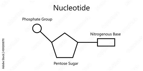 Chemical Structure Of Dna Nucleotide Three Parts Of A Nucleotide