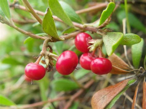 Толокнянка: то ли ягода, а то ли виденье | RMK