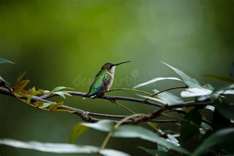 Same Sex Mothers Kissing Their Daughter Stock Photo Image Of Yrs Donation