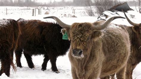 Highland cows growing in popularity