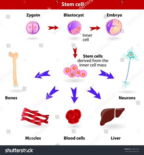 Embryonic Stem Cells Originate As Inner Cell Mass Cells Within A Blastocyst These Stem Cells